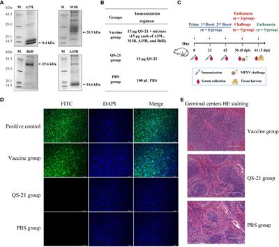 Recombinant proteins A29L, M1R, A35R, and B6R vaccination protects mice from mpox virus challenge